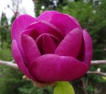 Magnolia Black Tulip-001