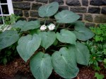 Hosta ‘Blue Angel’