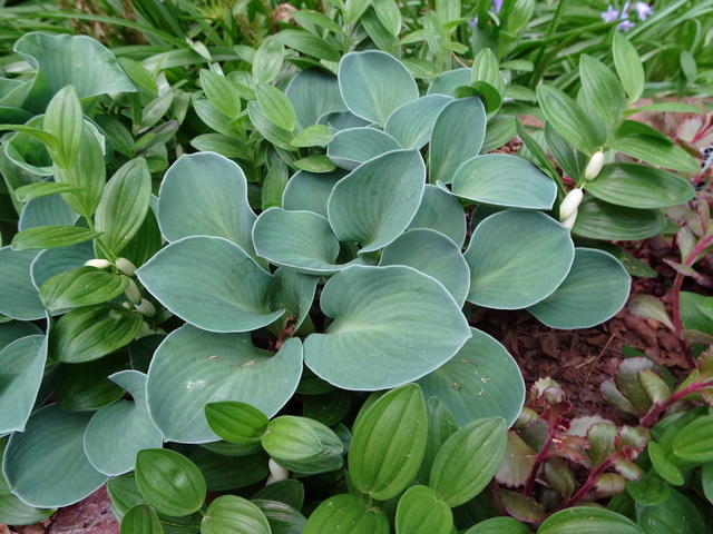 Hosta Blue Mouse Ears 5-7-2018 3-09-29 PM