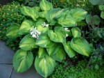 Hosta ‘Brother Stefan’
