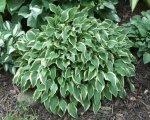 Hosta Cookie Crumbs