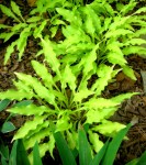 Hosta ‘Dragon Tails’