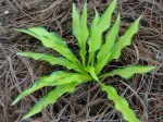 Hosta Lemon Zinger