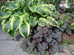 Hosta montana ‘Aureomarginata’, Heuchera ‘Frosted&nbsp;Violet’