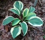 Hosta Mouse Madness