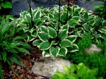 Hosta ‘Pixie Vamp’