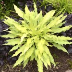 Hosta Wiggles and Squiggles 8-5-2014 4-57-52&nbsp;AM