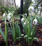 Galanthus ‘Bagpuize Virginia’&nbsp;nivalis