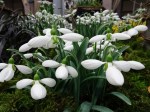 Galanthus ‘Moortown Mighty’