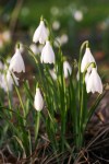 Galanthus poculiformis Avon