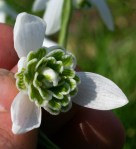 Galanthus Pom-Pom 2&nbsp;Avon