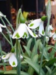 Galanthus Trympostor
