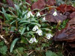 Galanthus ‘Trympostor’