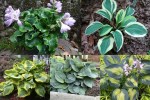 2019 Hostas-001