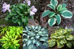 2019 Hostas