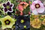 Hellebores 20181-001
