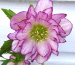 Helleborus Blushing Bridesmaid