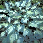 Hosta ‘Guardian Angel’&nbsp;Walters