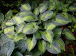 Hosta ‘June’