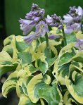 Hosta Mouse Capades&nbsp;2