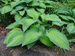 Hosta Paul’s Glory 5-7-2018 4-43-40&nbsp;PM