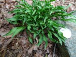 Hosta Tears of Joy 6-10-2018 10-33-05&nbsp;AM