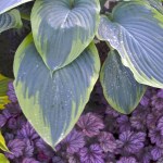 Hosta ‘Wu-La-La’ Walters