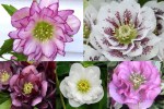 2021 Hellebores