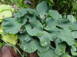 Hosta Ruffled Mouse&nbsp;Ears