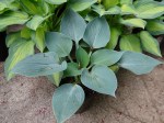 Hosta Hadspen Blue