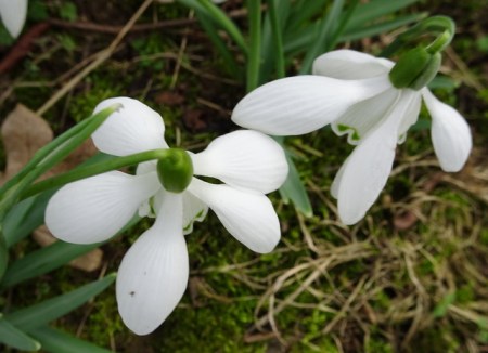 Galanthus Mrs. Thompson