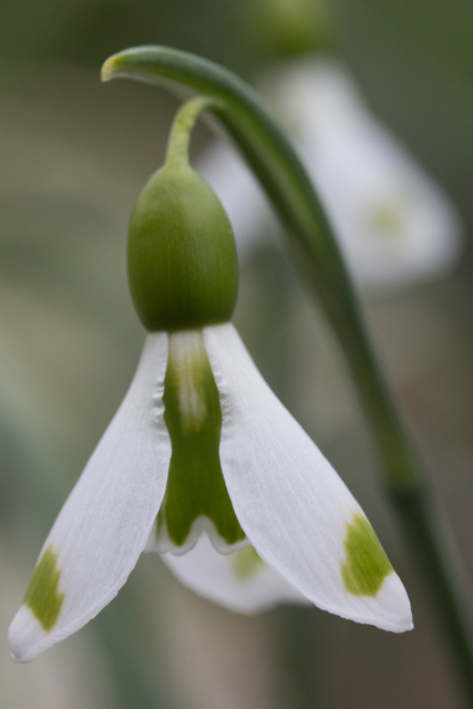 Galanthus The Wizard