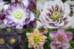 2022 double hellebore&nbsp;collage-001