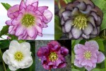 2022 double hellebore collage&nbsp;2-001