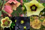 2022 single Hellebores