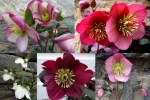 Hellebores 20181