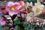 Hellebores Species Crosses