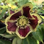 Helleborus Rio Carnival