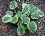 Hosta Frosted Mouse&nbsp;Ears