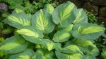 Hosta ‘Great Expectations’