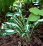 Hosta Manzo