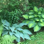 Hosta Neptune, Hosta&nbsp;Paradigm
