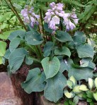 Ruffled Mouse Ears-003