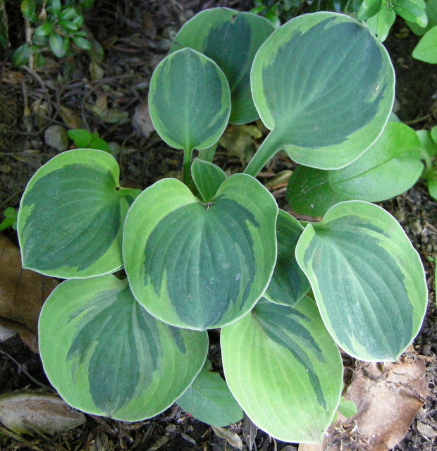 Hosta 'Frosted Mouse Ears'