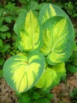 Hosta ‘Great Expectations’