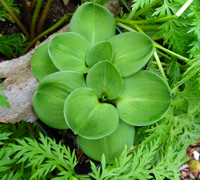Hosta Green Thumb