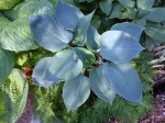 Hosta Hadspen Blue