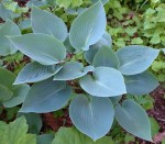 Hosta Halcyon
