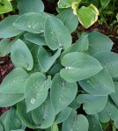 Hosta Little Blue-002