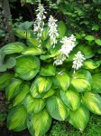 Hosta ‘Paradigm’